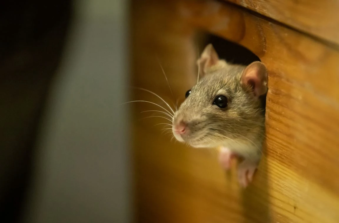 Se débarrasser une bonne fois pour toute des souris dans votre maison