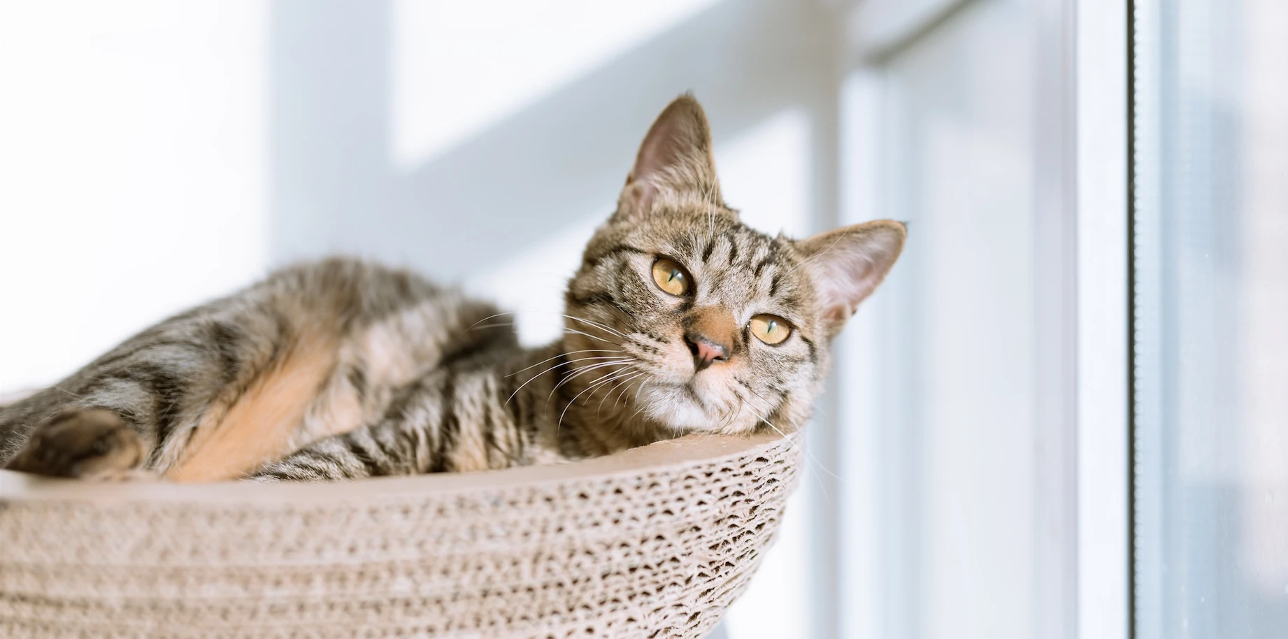 Tout sur l'herbe à chat : non en fait votre matou n'est pas fou !