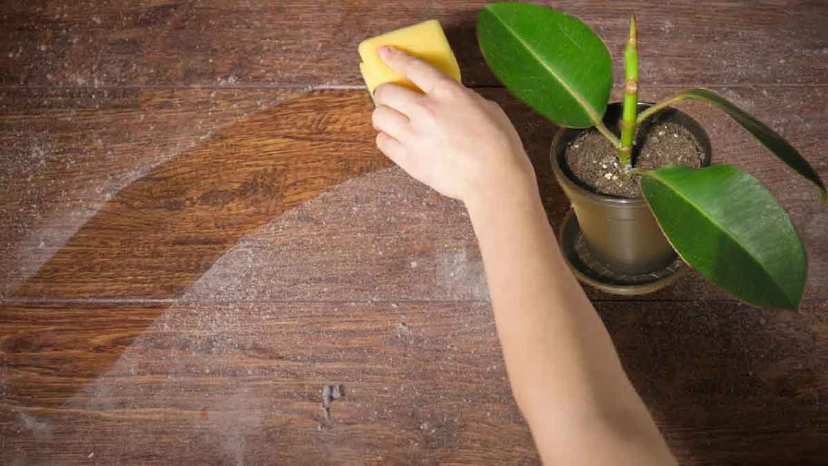 Les erreurs à bannir pour éviter la poussière sur ses plantes