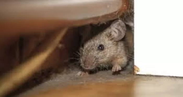 Des Astuces Pour Lutter Efficacement Contre Les Souris Et Les Rats Dans Vos Maisons